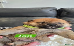 Japanese Shiba Inu dogs for sale: Gorgeous Shibas  - Image 33