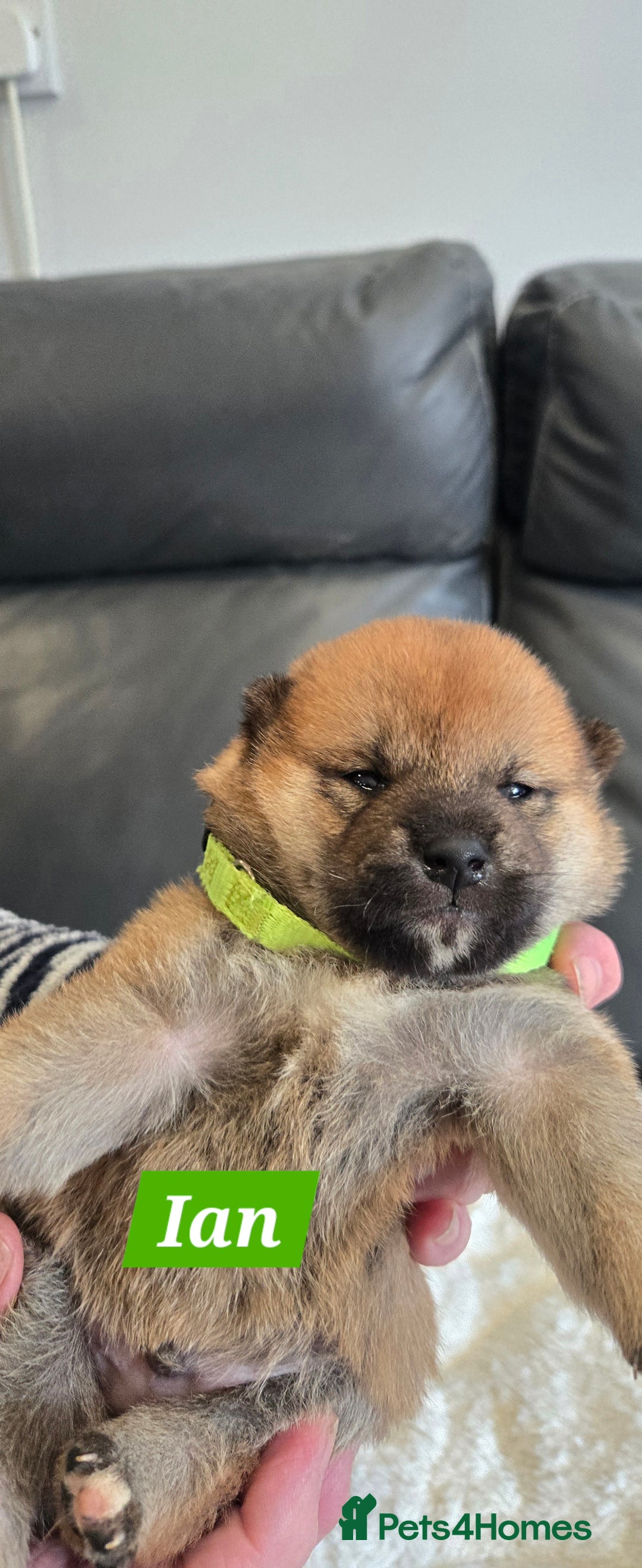 Japanese Shiba Inu dogs for sale: Gorgeous Shibas  - Image 33