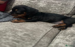 Mixed Breed dogs for sale: Miniature dachshund X French bulldog  - Image 34
