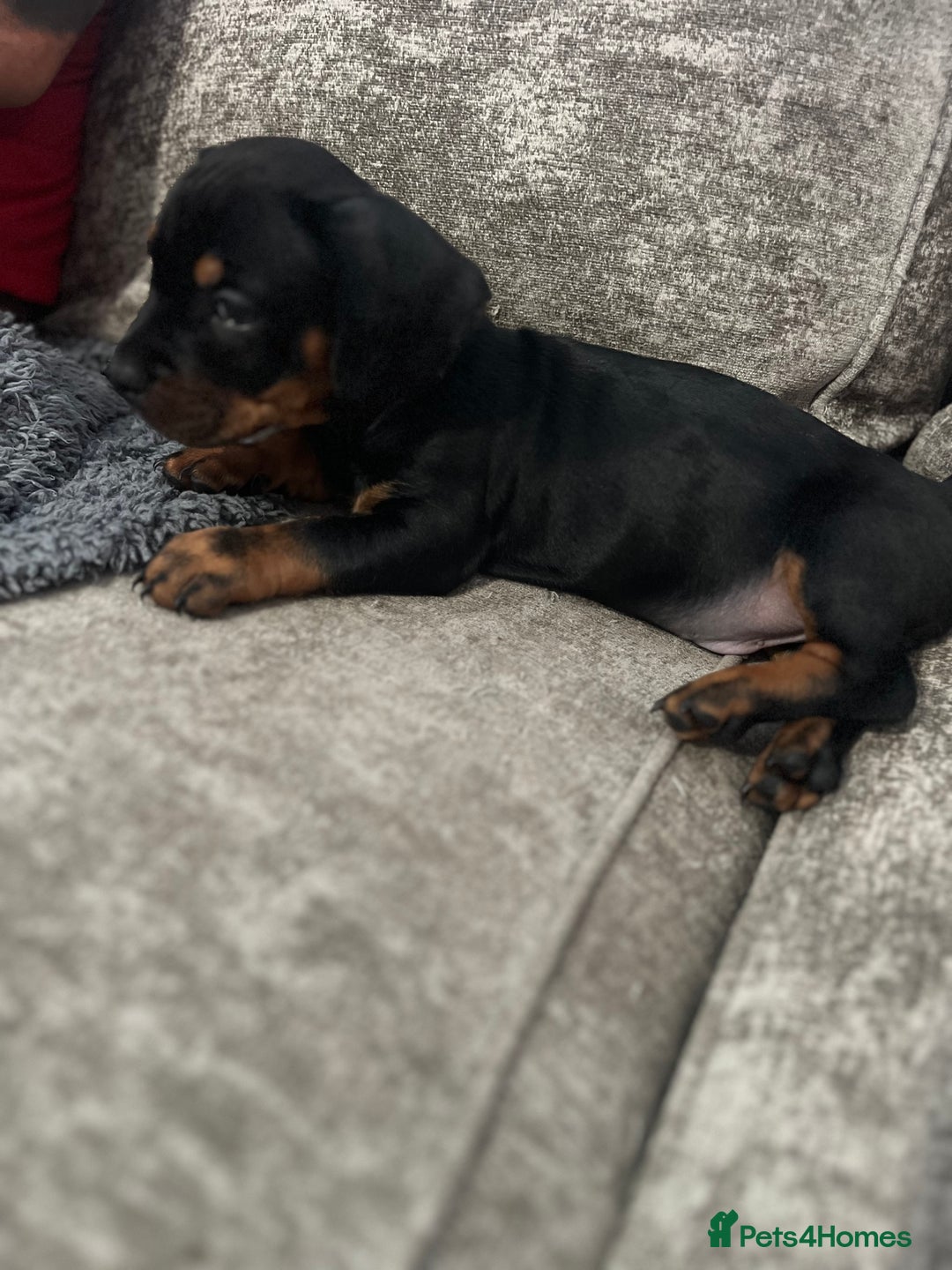 Mixed Breed dogs for sale: Miniature dachshund X French bulldog  - Image 34