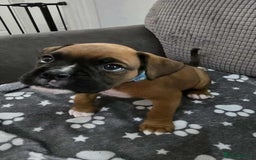 Boxer dogs for sale: Kc Boxer Puppies - Image 17