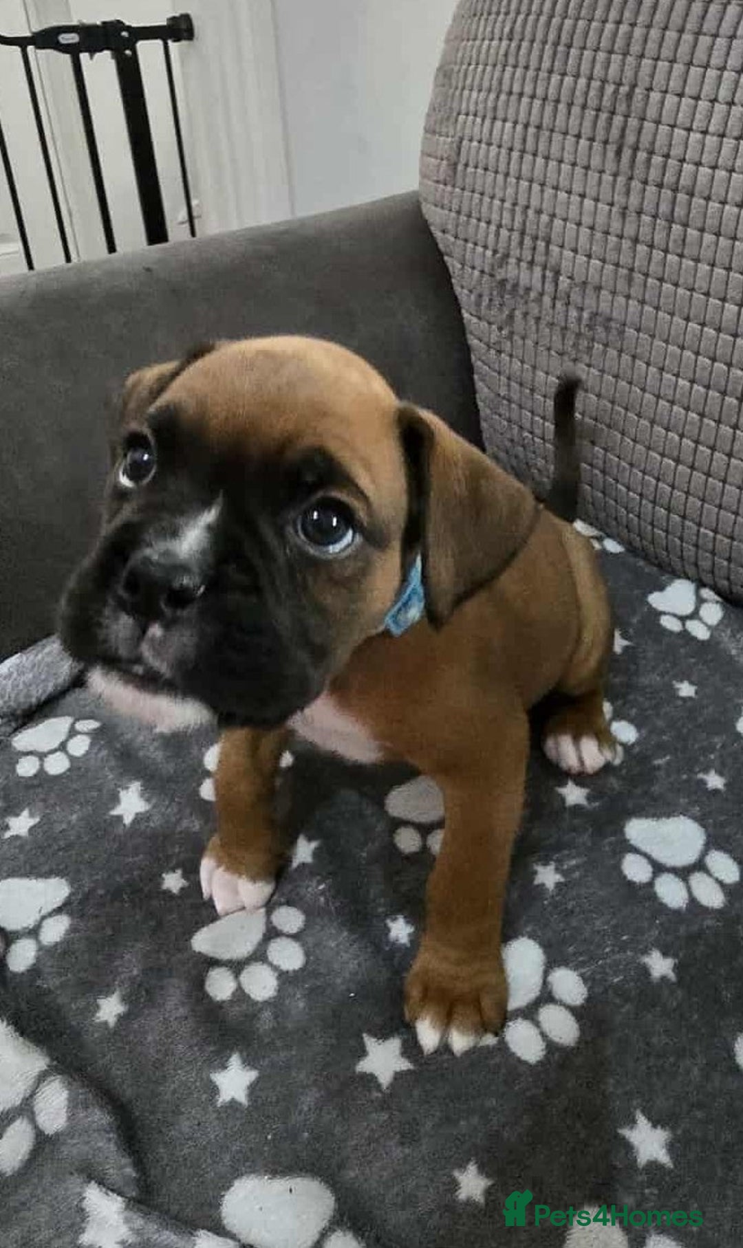 Boxer dogs for sale: Kc Boxer Puppies - Image 17