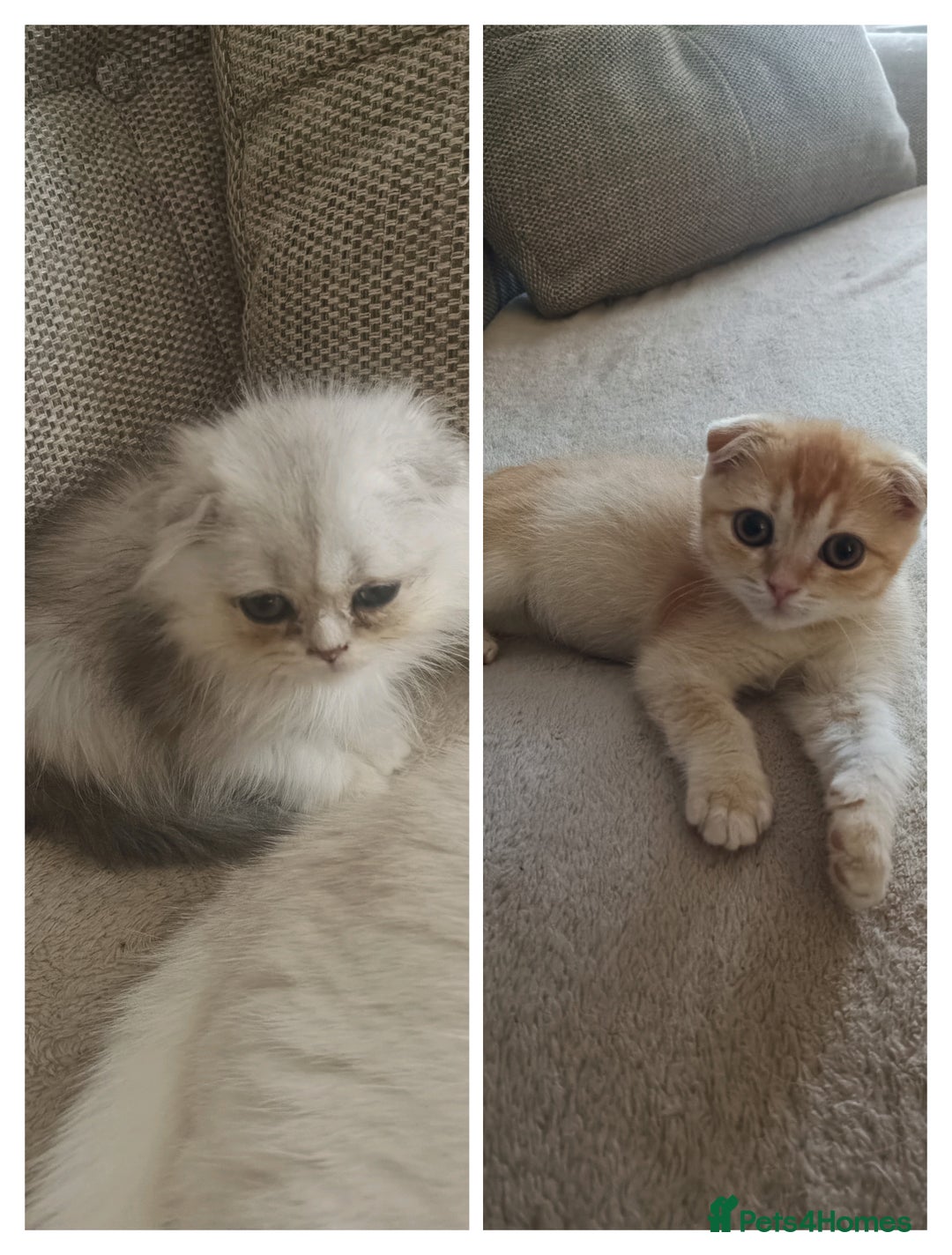 Scottish Fold cats for sale: Scottish Fold Kittens ( Delivery available) - Advert 1