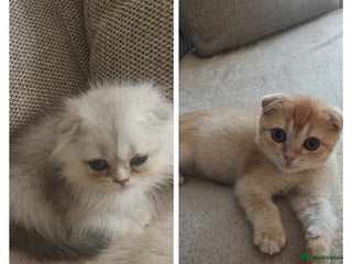 Scottish Fold cats Scottish Fold Kittens ( Delivery available) - Advert 1