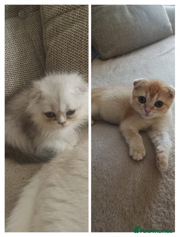 Scottish Fold cats Scottish Fold Kittens ( Delivery available) - Advert 18