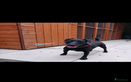 Patterdale Terrier dogs for sale: patterdales & blue lurcher for sale  - Image 3