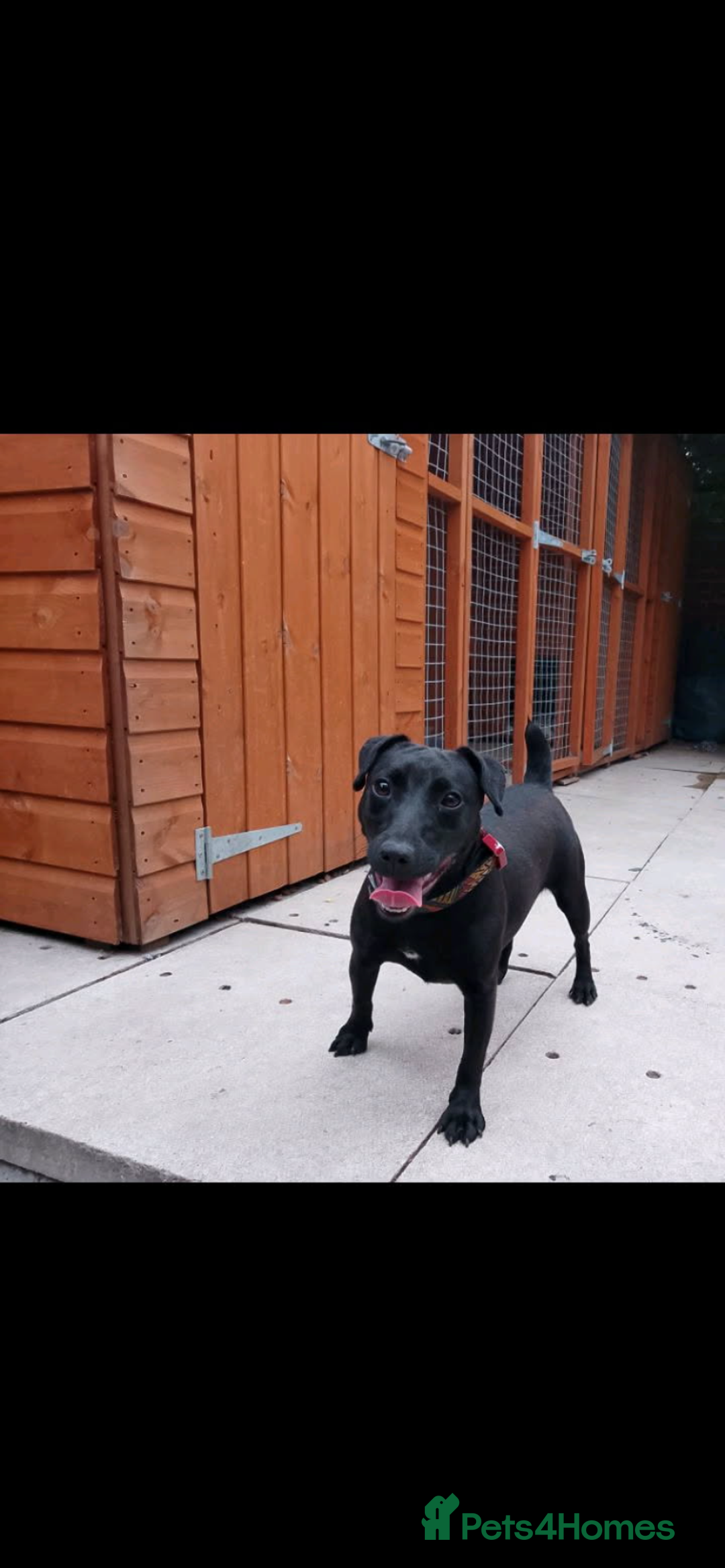 Patterdale Terrier dogs for sale: patterdales & blue lurcher for sale  - Image 3