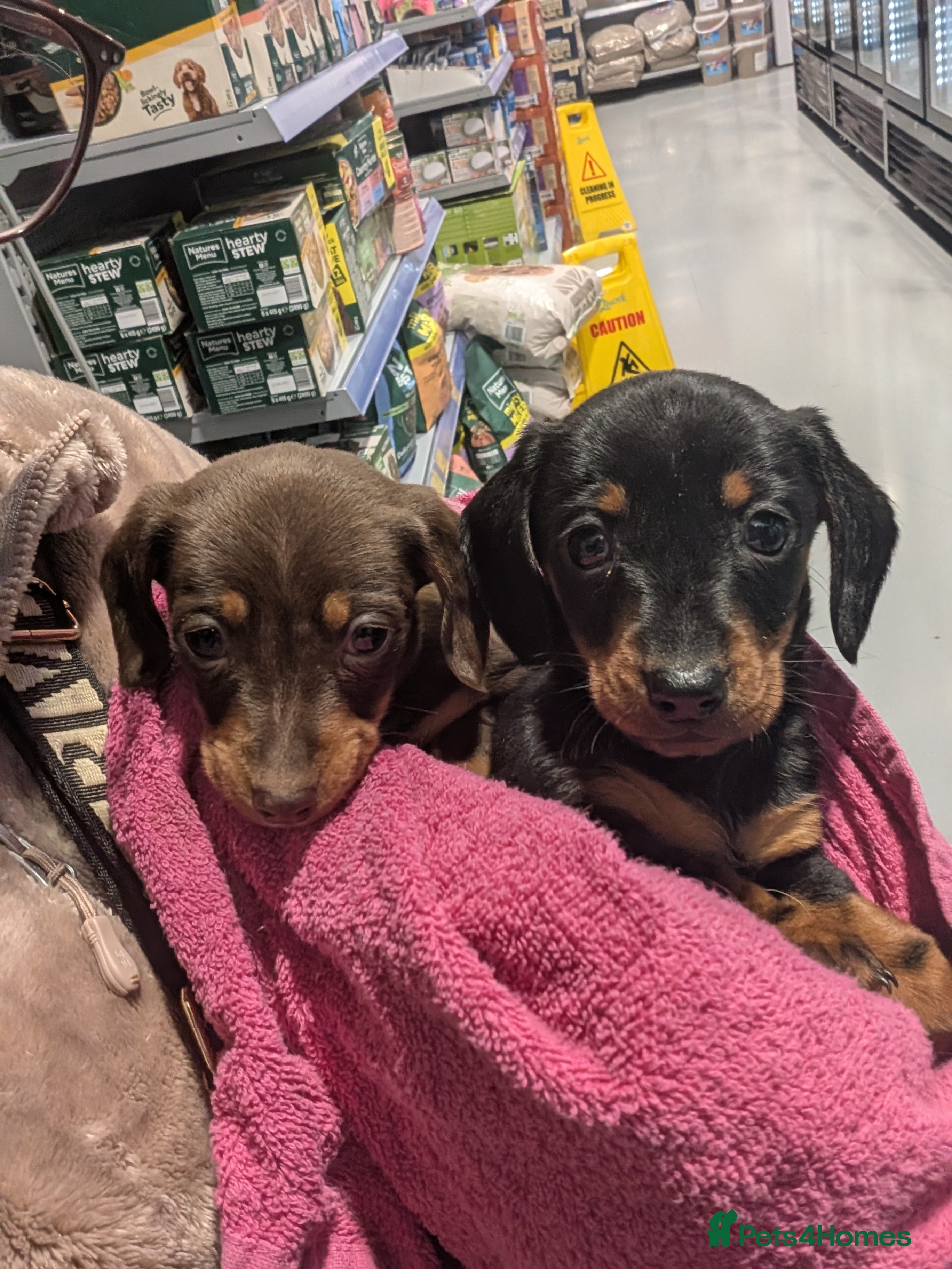 Miniature Dachshund dogs Tiny Miniature Dachshunds!! DNA CLEAR - Advert 3