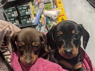 Miniature Dachshund dogs Tiny Miniature Dachshunds!! DNA CLEAR - Advert 15