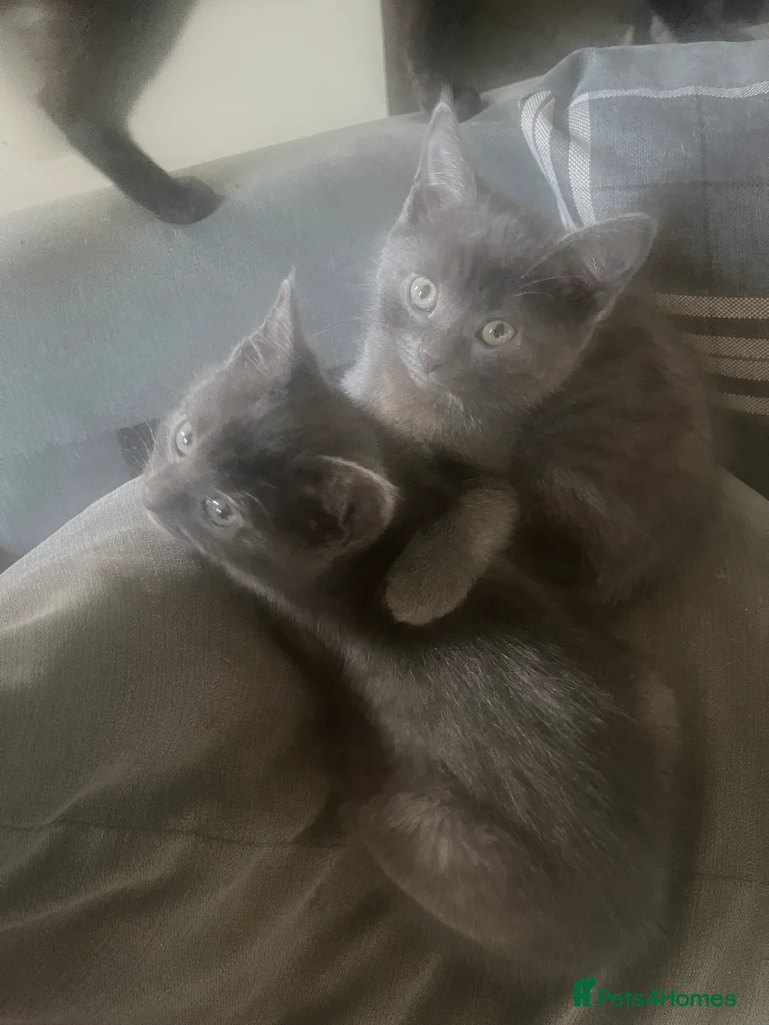 Mixed Breed cats for sale: 2 Grey kittens - Advert 1