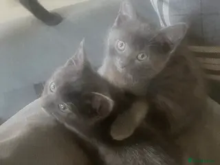 Mixed Breed cats 2 Grey kittens - Advert 2