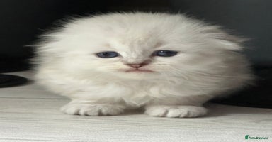 Mixed Breed cats - Advert 14