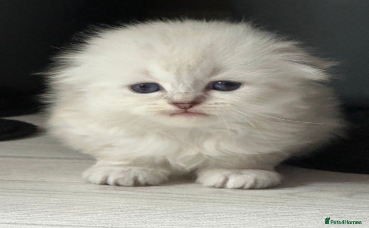 Mixed Breed cats - Advert 4