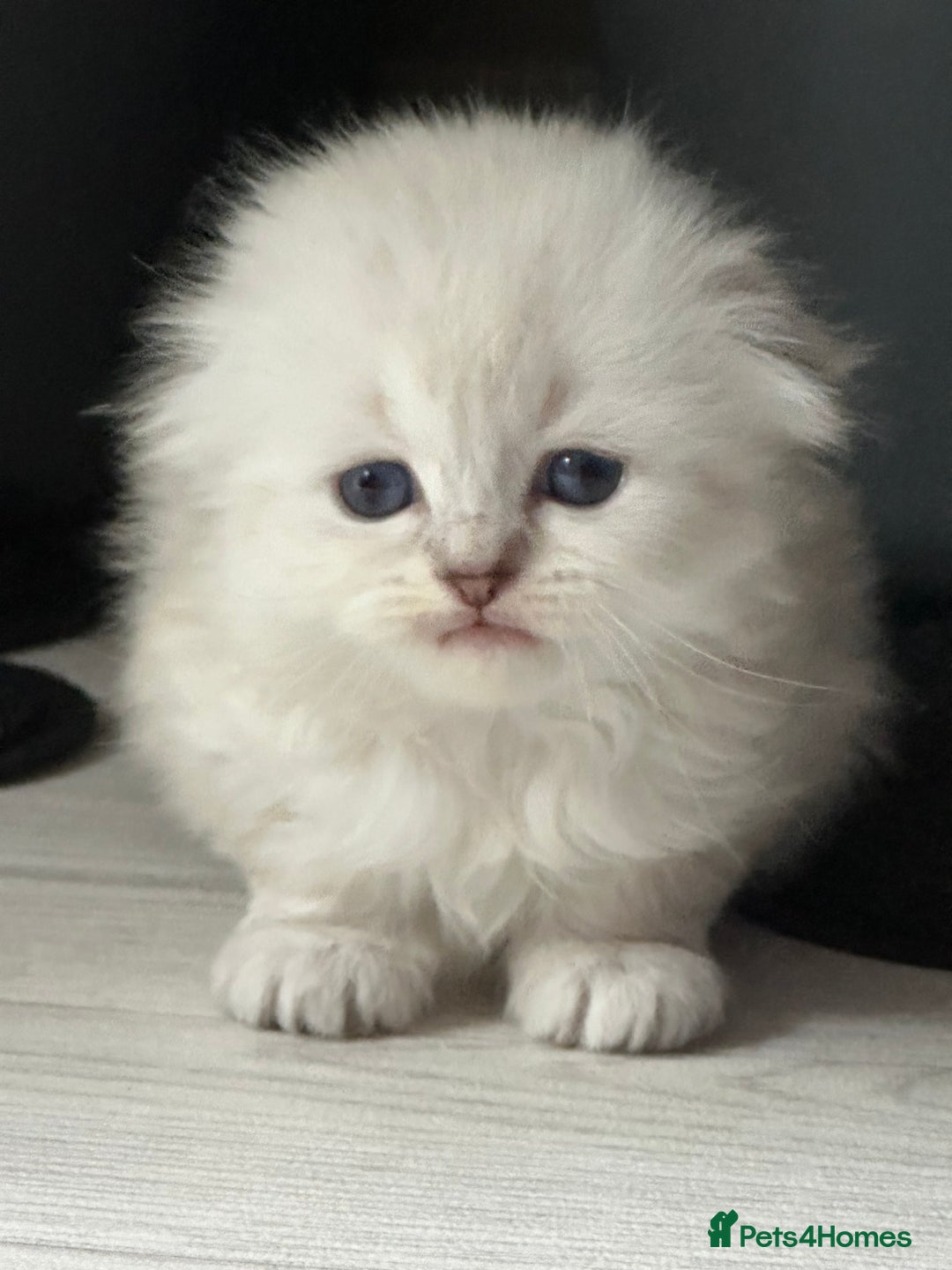 Mixed Breed cats for sale: Adorable Fluffy Ragdoll x Scottish Fold Kittens - Image 1