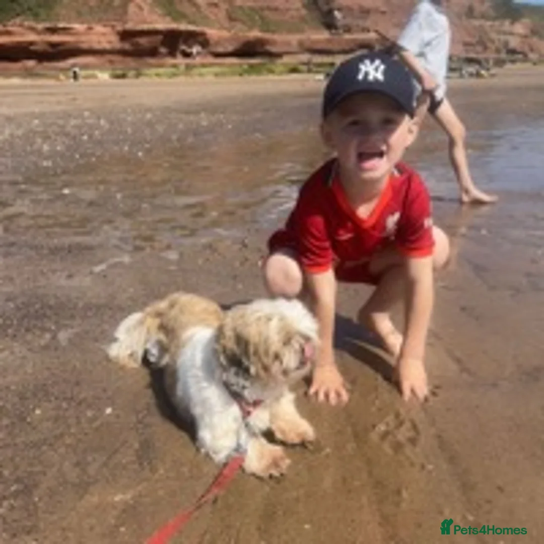 Shih Tzu dogs for stud: KC registered , beautiful stud dog in Cullompton - Advert 7