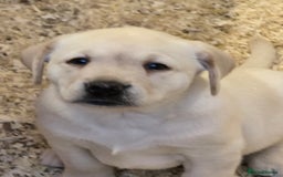 Labrador Retriever dogs for sale: Big chunky Labrador Boy - Image 3