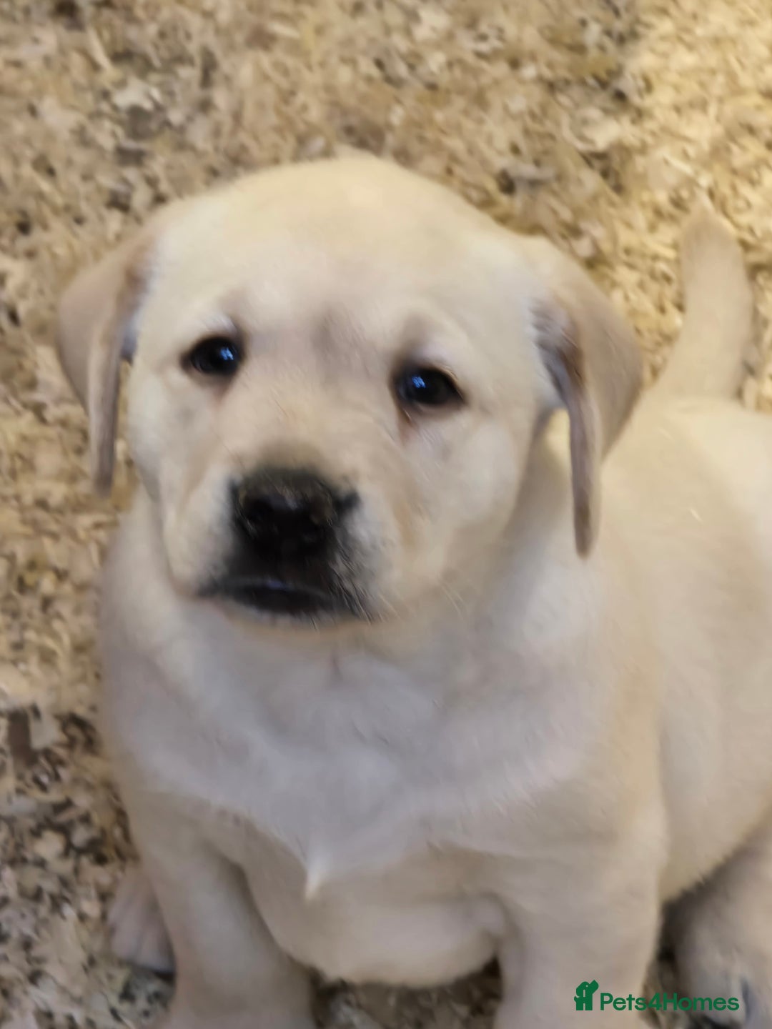 Labrador Retriever dogs for sale: Big chunky Labrador Boy - Image 3