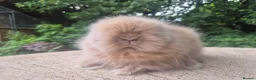 Angora rabbits for sale: ❤️STUNNING IMPORTED PARENTS- TEDDYDWERG BABIES❤️ - Advert 8