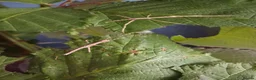 Stick Insects invertebrates for sale: Mixed breeds of stick insects  - Advert 5