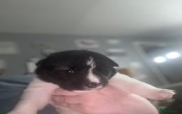 Akita dogs for sale: Akita pups Ready to leave 1st August  in Runcorn - Image 22