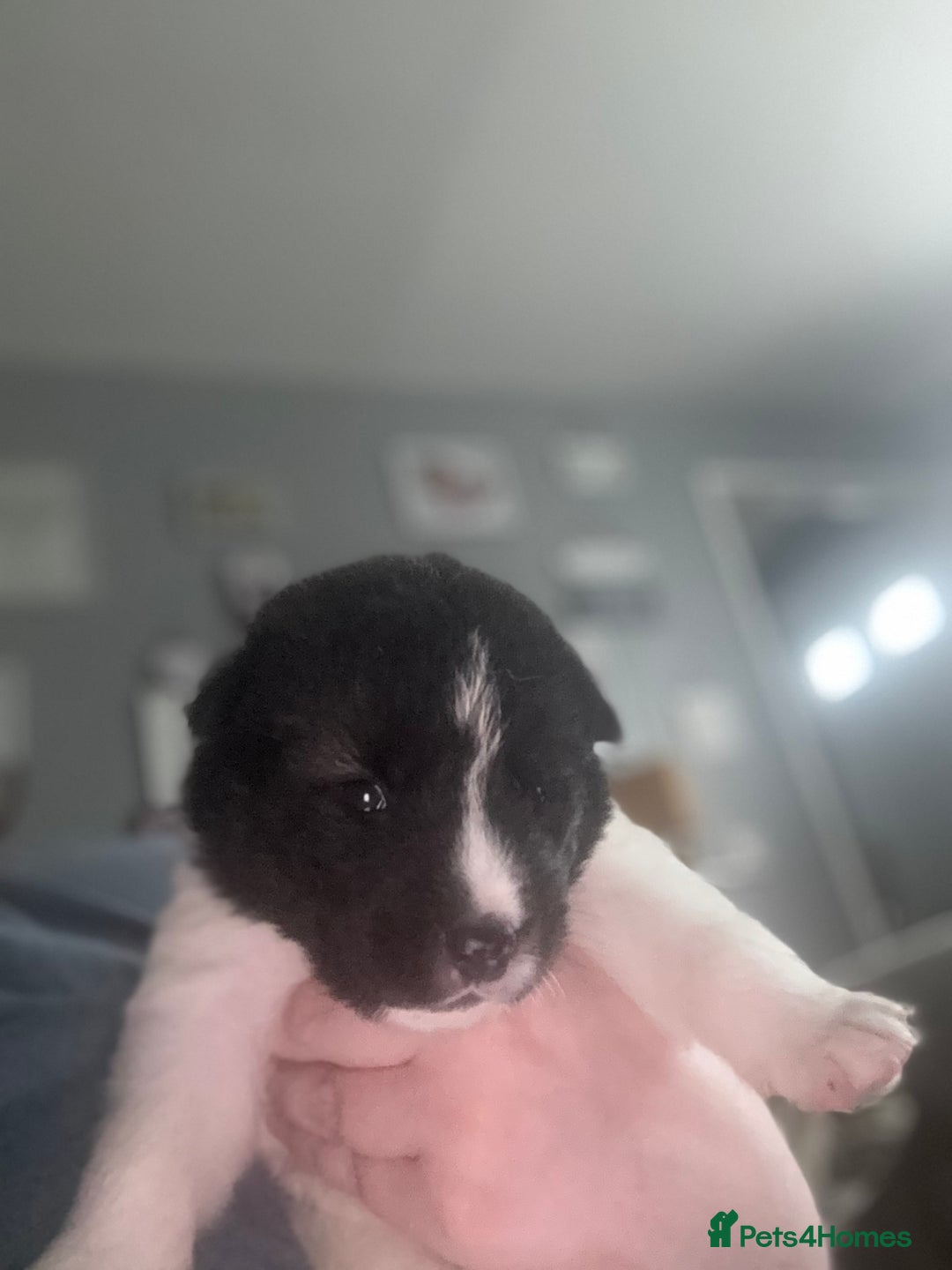 Akita dogs for sale: Akita pups Ready to leave 1st August  in Runcorn - Image 22