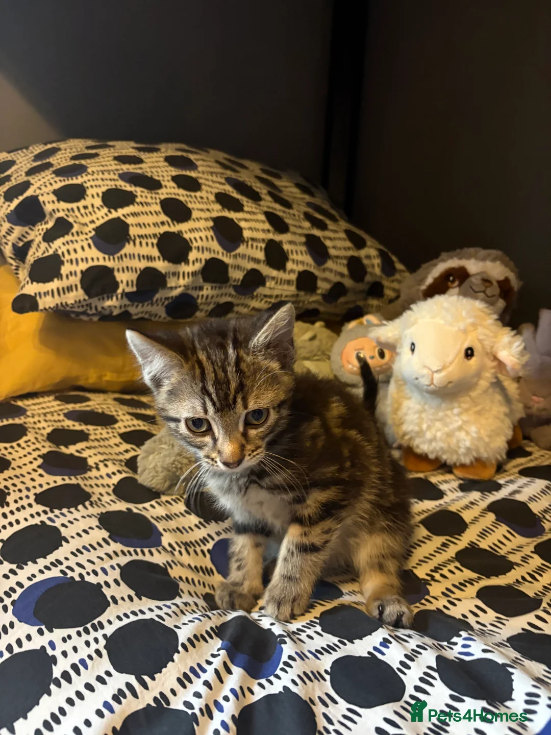 Mixed Breed cats for sale: Beautiful Kittens ready now  - Advert 4