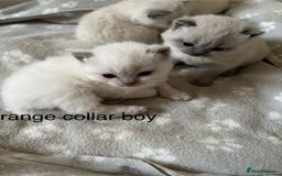 British Shorthair cats for sale: GGCF British shorthair Blue colourpoint kittens  - Image 9