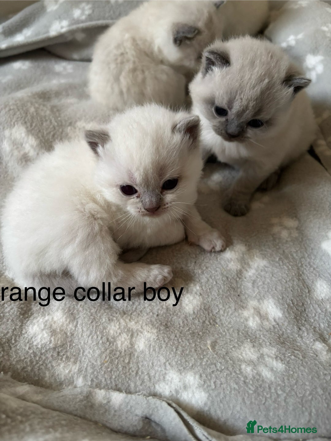 British Shorthair cats for sale: GGCF British shorthair Blue colourpoint kittens  - Image 9