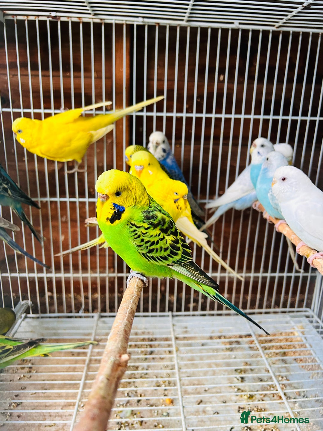 Budgerigars birds for sale: Various colour/ages budgies for sale  - Image 6