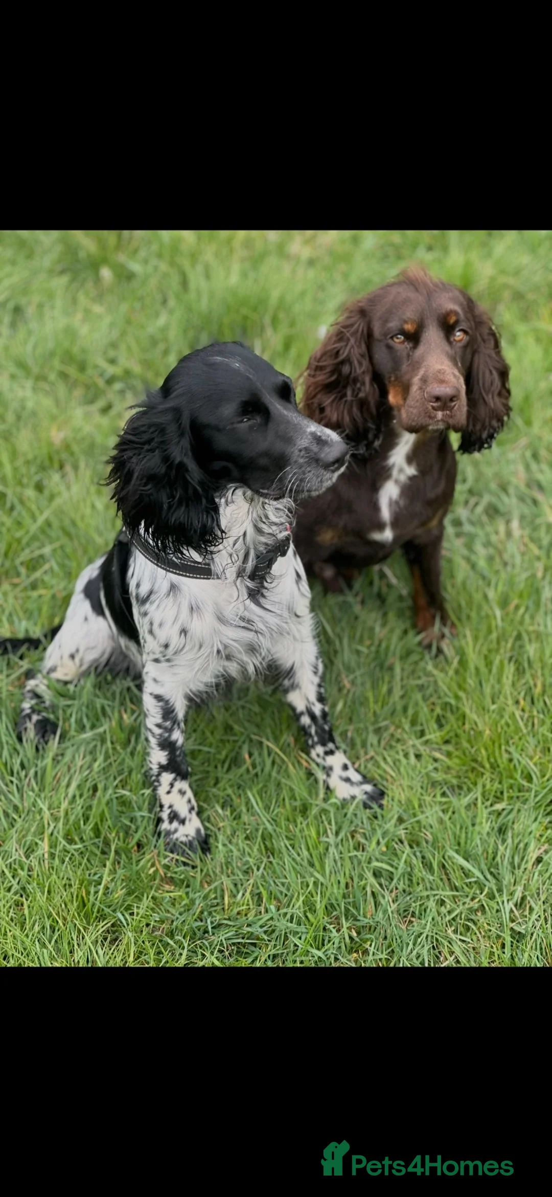 Cocker Spaniel dogs for sale: Beautiful Cocker Spaniel Puppies, Newton Aycliffe  in Newton Aycliffe - Advert 35