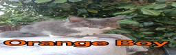 Maine Coon cats for sale: Maine Coon kittens "Pureee Love" - Advert 19