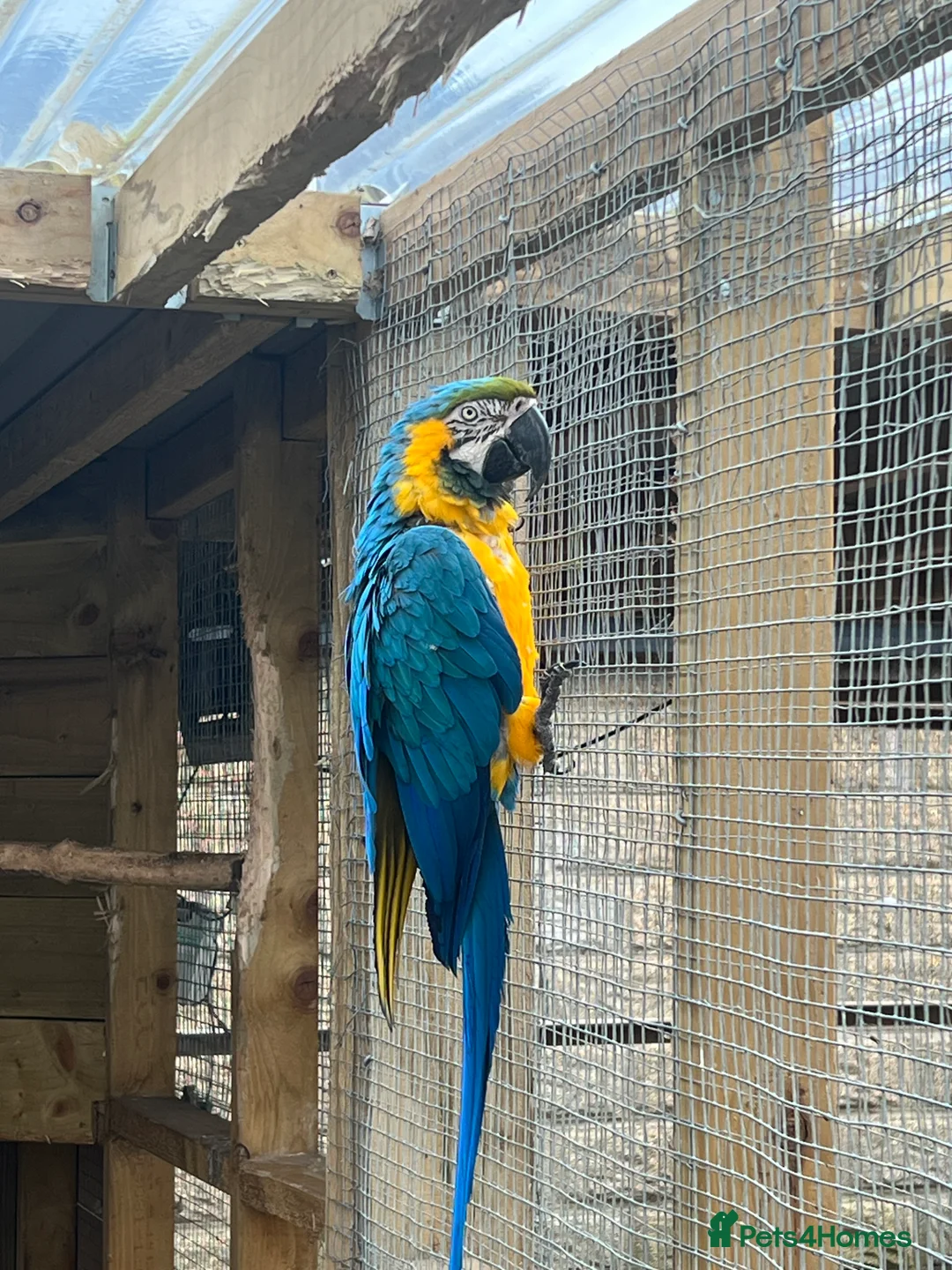 Macaws birds for sale: 3 x Macaws - Advert 3