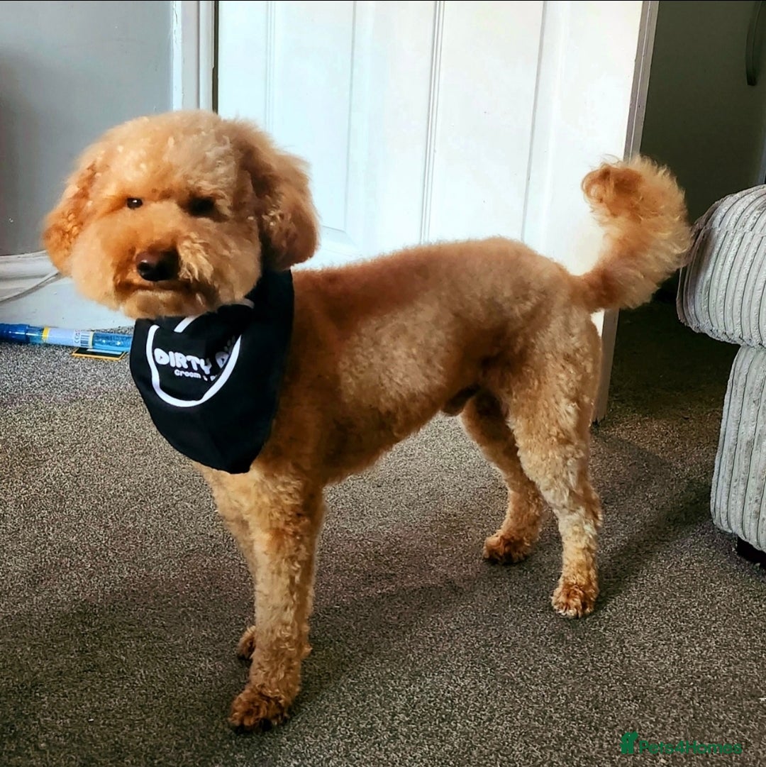 Shihpoo dogs for sale: ADORABLE F1B SHIHPOO PUPPIES! - Image 21