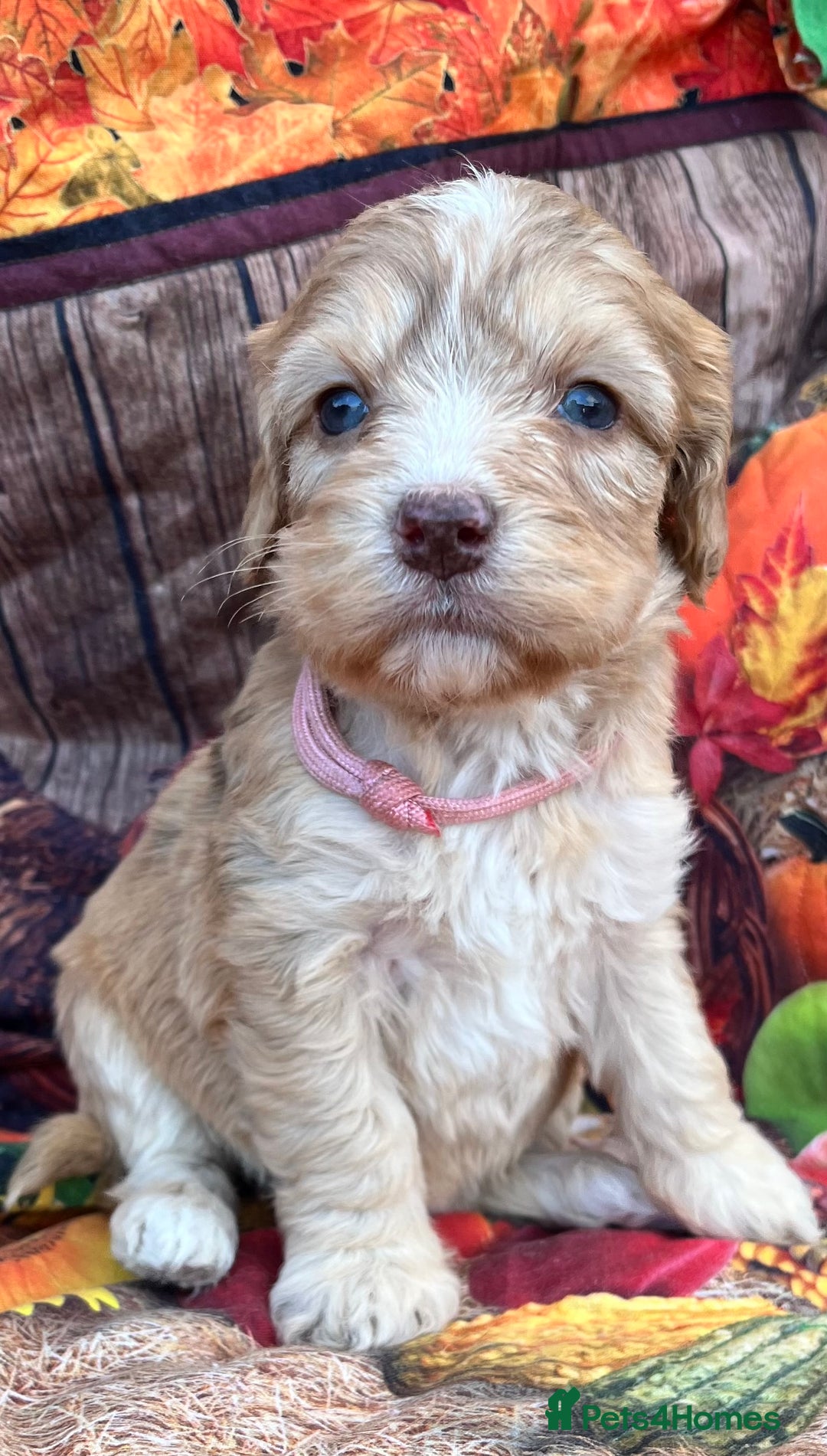 Cockapoo dogs for sale: Cockapoo puppies Rainbow litter  - Advert 21