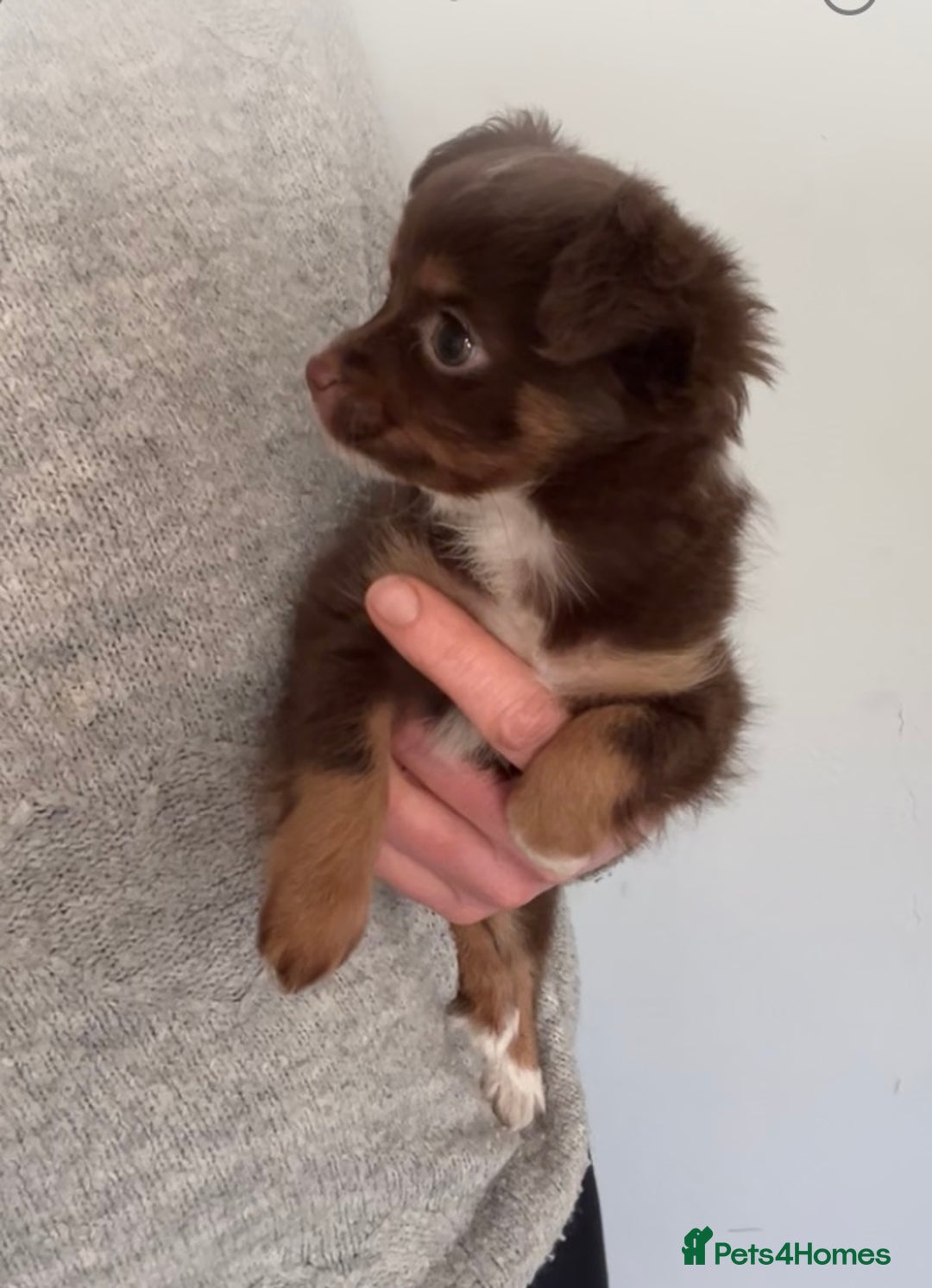 Chihuahua dogs for sale: Last chihuahua girl - READY NOW  - Advert 3