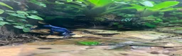 Frog reptiles for sale: Dendrobates Tinctorius Azureus Froglets 3+ OOW - Advert 3