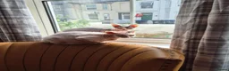 Sphynx cats for sale: Gorgeous bonded pair of Sphynx cats in Worthing - Advert 3