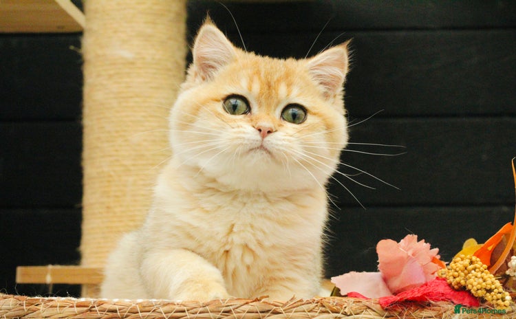 British Shorthair cats - Advert 3