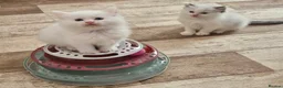 Ragdoll cats for sale: Pure Ragdolls in Pontypool - Advert 8