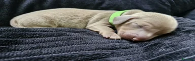 💚 GREEN Collar 💚