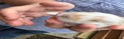 Mini Lop rabbits for sale: Beautiful Mini Lops Available to Reserve - Advert 5