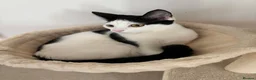 Japanese Bobtail cats for sale: Name of the cat is Oreo in Oxford - Advert 2