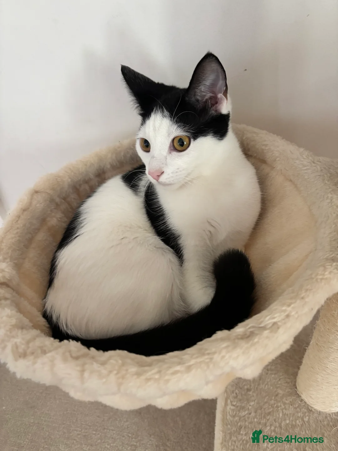 Japanese Bobtail cats for sale: Name of the cat is Oreo in Oxford - Advert 2