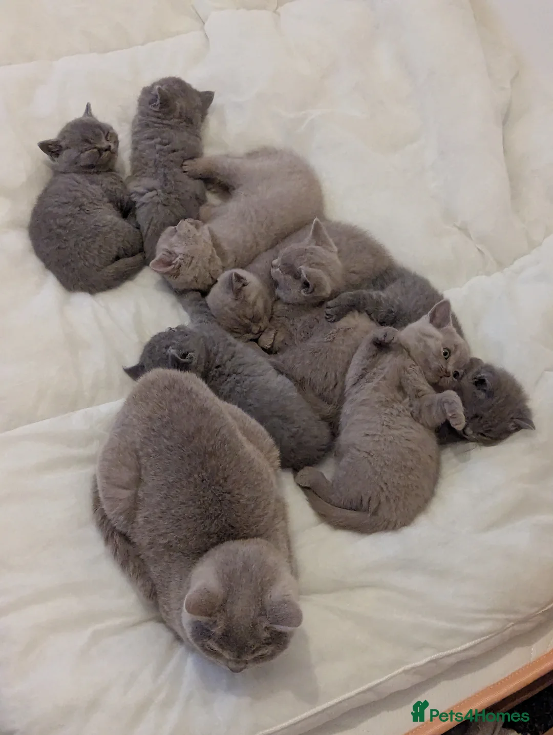 British Shorthair cats for sale: British shorthair purebred champion line kittens - Advert 2