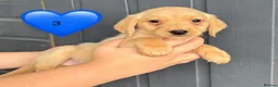 Cockerdor dogs for sale: DNA health tested golden Cockerdor pups - Advert 10