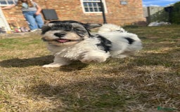 Havanese dogs for sale: Two kc reg Havanese - Image 2