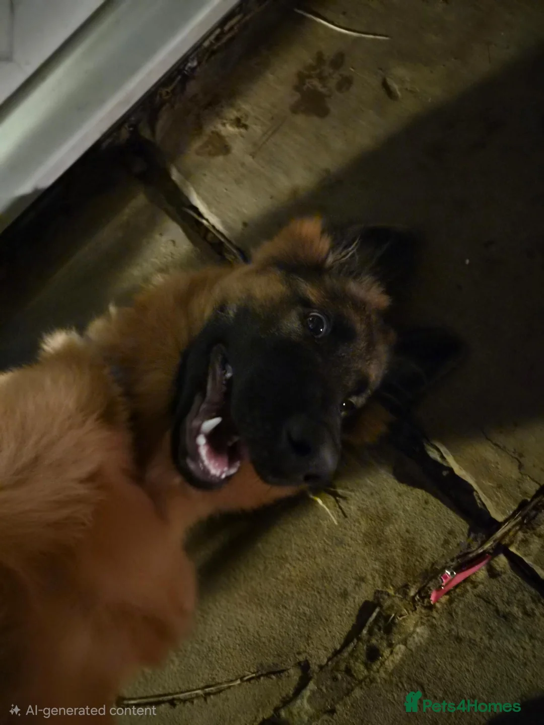 German Shepherd dogs for sale: Chase, gorgeous German shepherd. 6months old in Mansfield - Advert 2