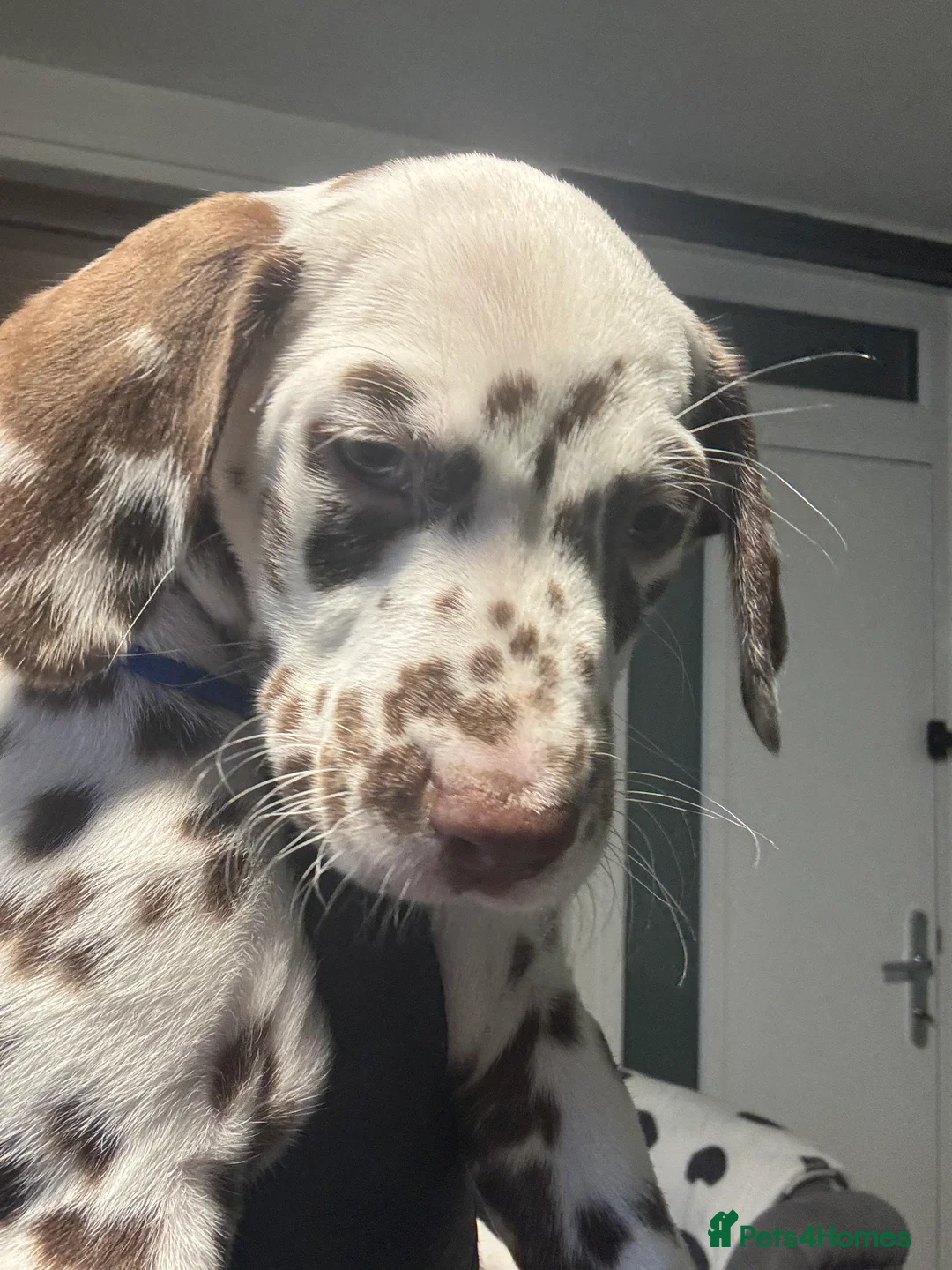 Dalmatian dogs for sale: 1 Boy Left!!! (KC Registered dalmatian pups)!!) - Advert 25