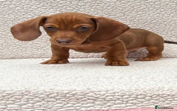 Dachshund dogs for sale: READY NOW  MINIATURE KC REG PRA CLR - Image 5