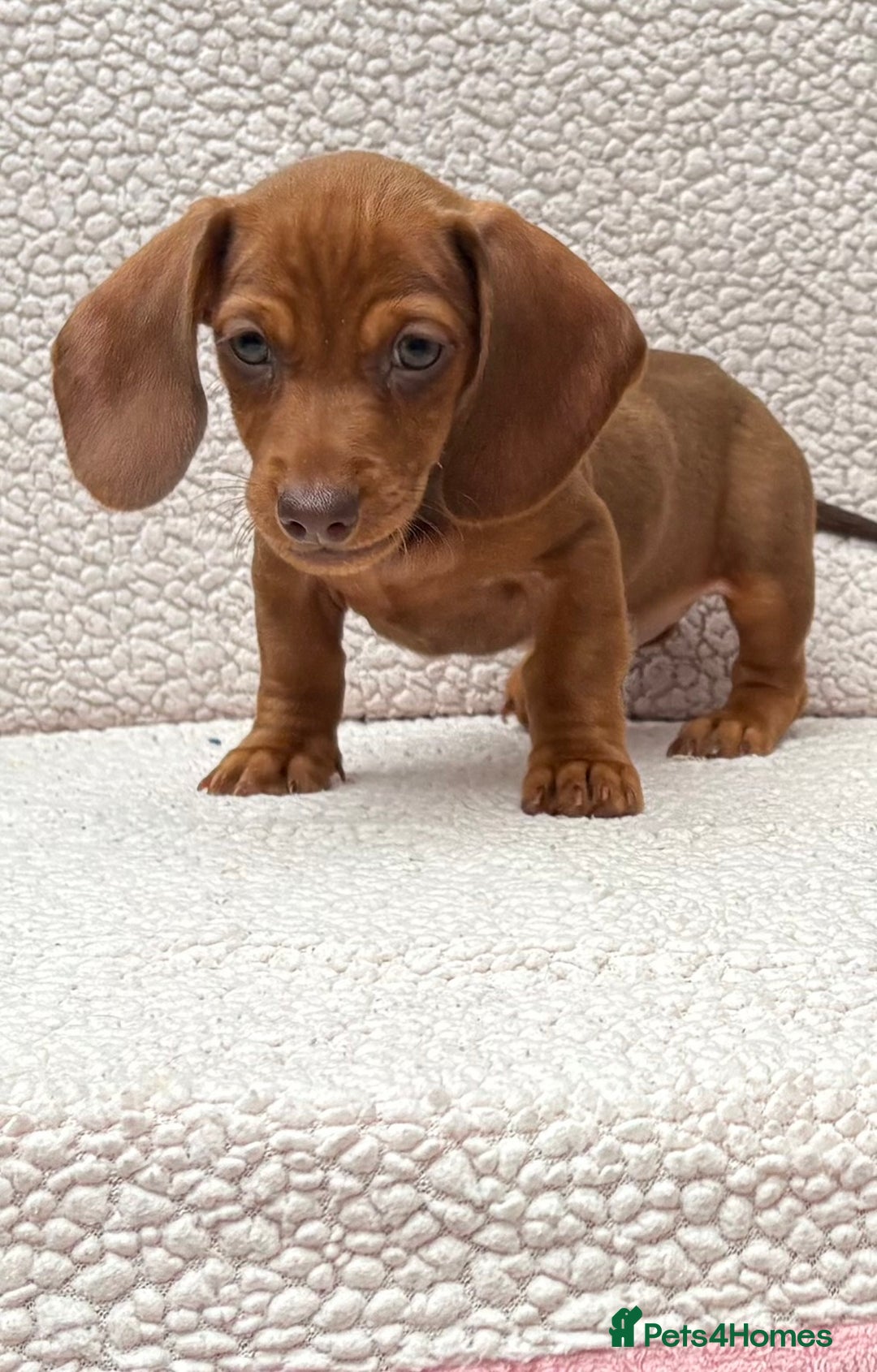 Dachshund dogs for sale: READY NOW  MINIATURE KC REG PRA CLR - Image 5